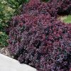 Concorde Japanese Barberry #5 - Image 3